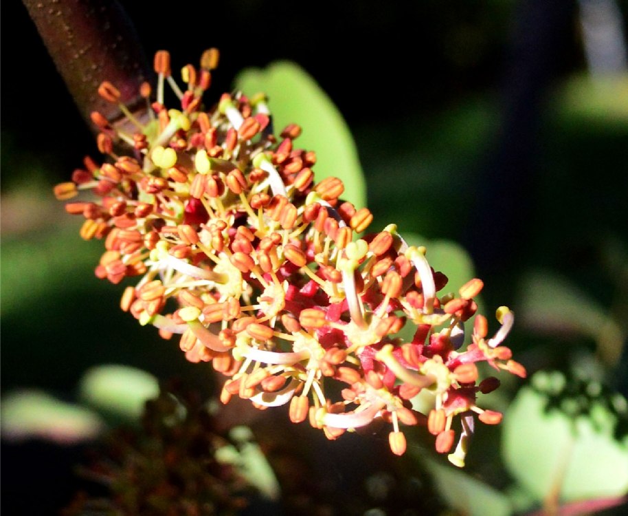 Flor d'una garrofera de la vora roja, com es pot apreciar és hermafrodita. Fotos Anna Pitarch.