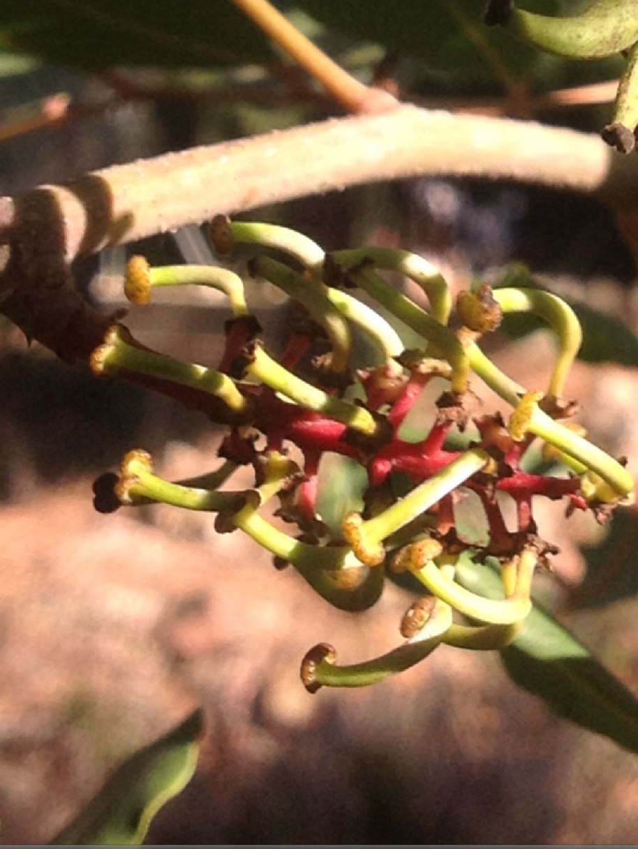 Flor de garrofera femella. (Foto Josep Herrero Pons)