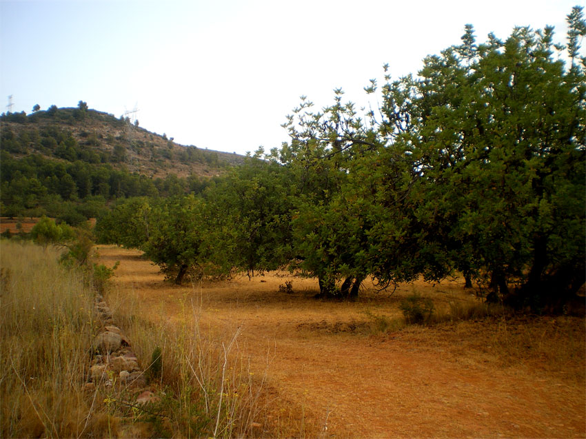 Garroferal cultivat a Borriol