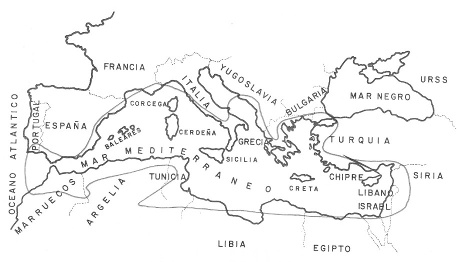 Zona de cultiu de la garrofera