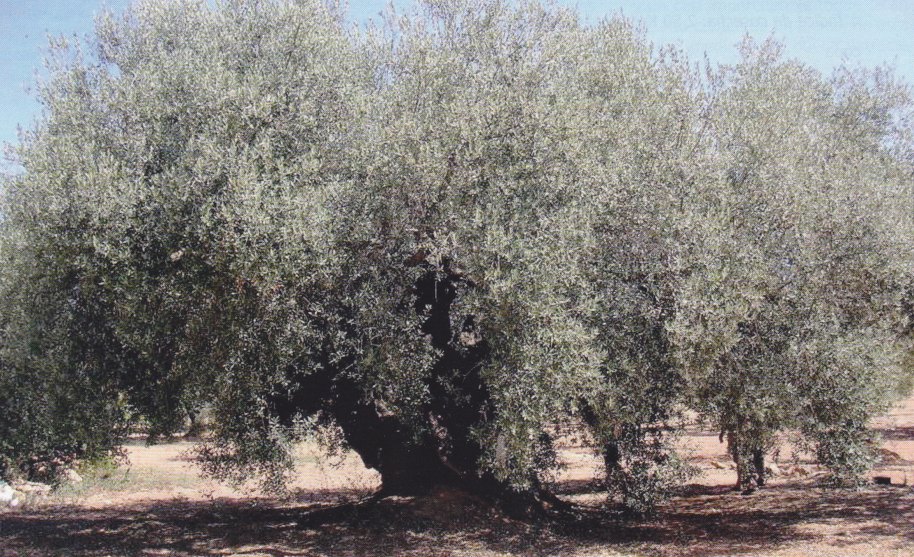 Árbol típico de la variedad "Farga"