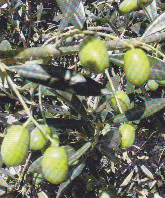 Comienzo del enverado