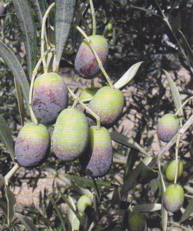 Proceso de maduración