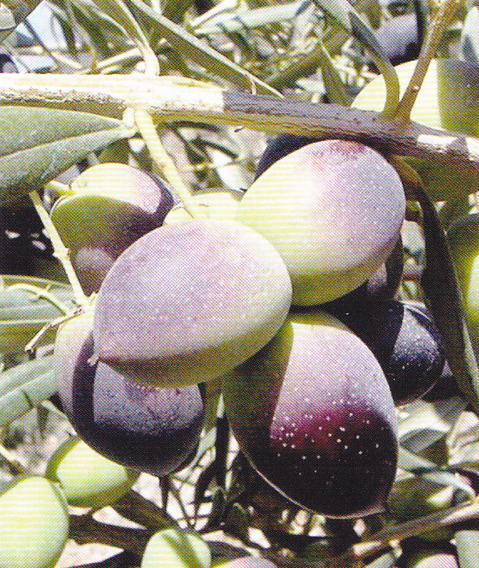 Inicio de la maduración