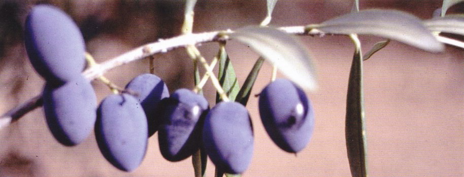 Final de la maduración