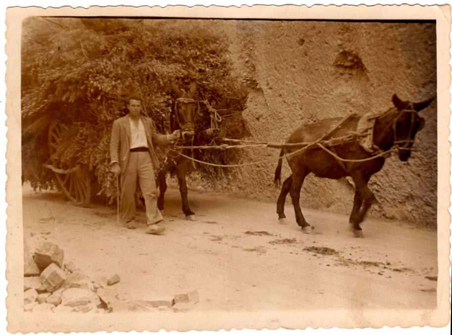 Més oficis: un joveníssim Juan José 'Tata' portant una carretada de gavells a Onda. Cap a l'any 50.