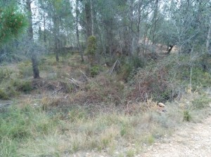 Clots de terra blanca tapats de malesa a la partida de la Sabata