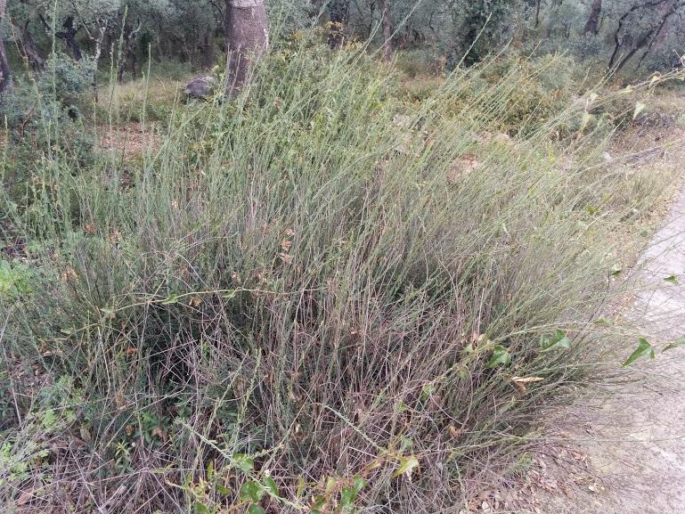 Fig. 15. Boja ramassera, planta per fer el ramàs d’agranar l’era