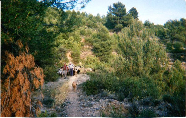 Viatjant per zona de muntanya prop de la Plana