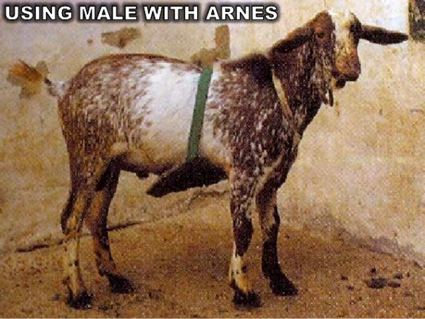 Barrera física que impedeix el contacte genital entre mascle i femella anomenat esterol, sarión o esterote. En les ovelles el mètode és igual