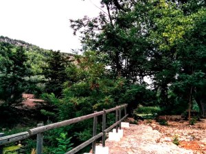 A l'altra banda de la baraneta es pot apreciar la proliferació descontrolada de l'acàcia borda